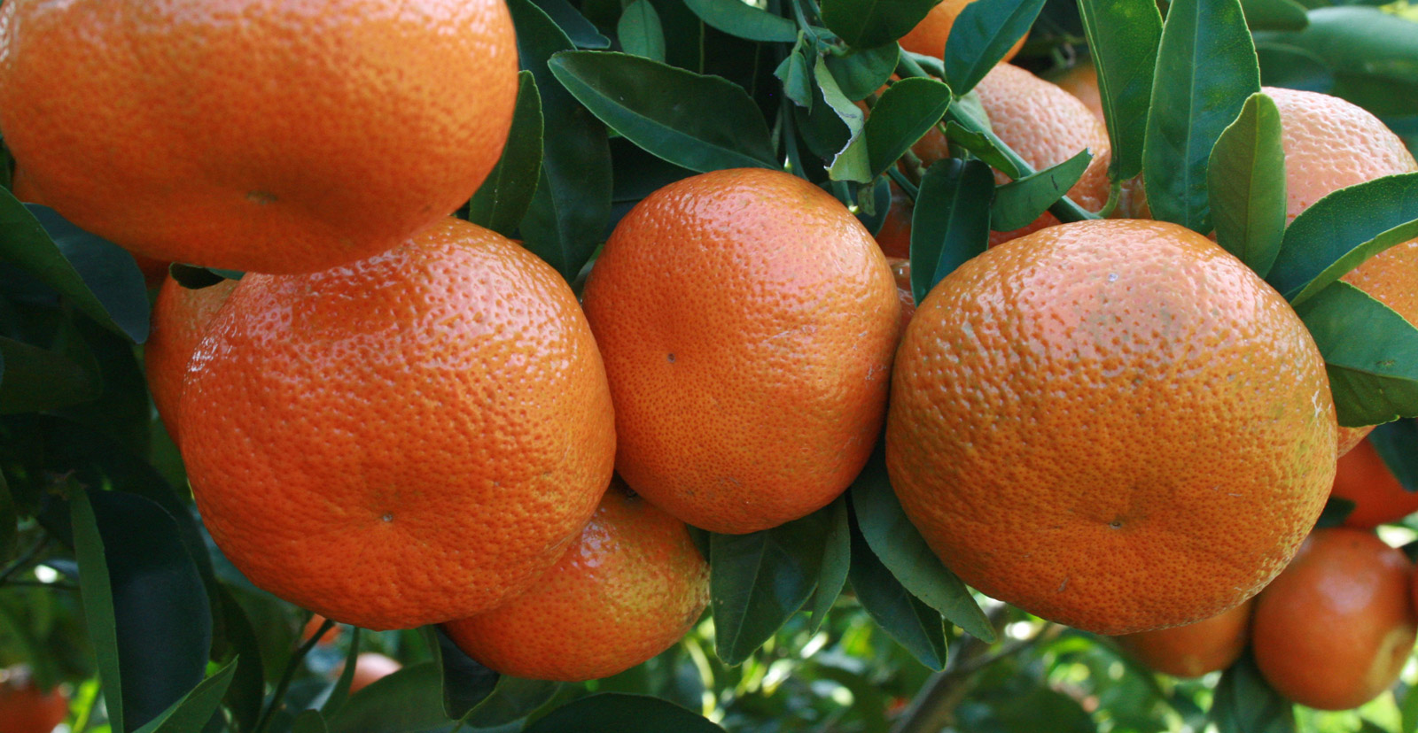 Southern Fruit Growers Fresh Fruit Producer and Exporter